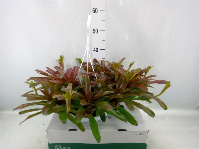 <h4>Neoregelia   ...</h4>