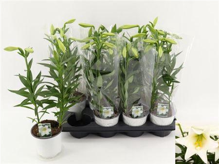 <h4>Lil Lo Miracle 3pp</h4>