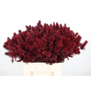 Eryn Supernova Kl Bh Bordeaux