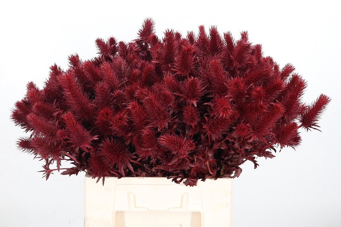 <h4>Eryn Supernova Kl Bh Bordeaux</h4>