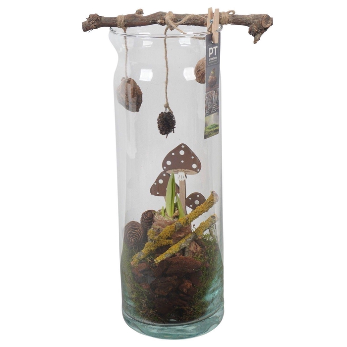 <h4>Arr.  Hippeastrum  L%</h4>