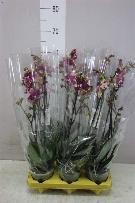 <h4>Phal Rombley 2 Tak</h4>