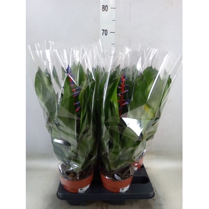 Aechmea   ...mix