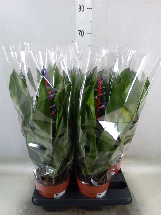 <h4>Aechmea   ...mix</h4>