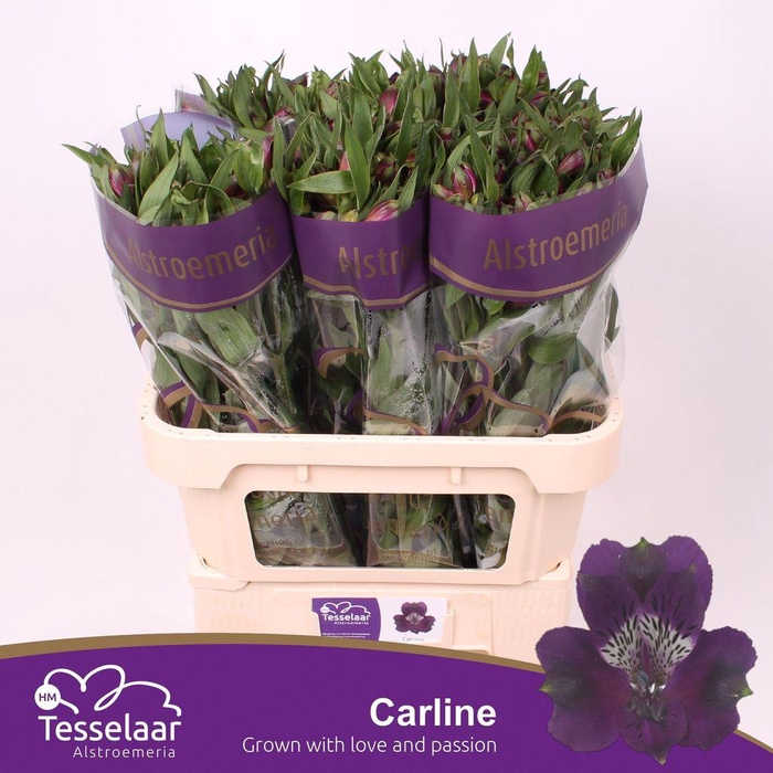 <h4>Alstroemeria carline</h4>