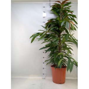 Ficus binn. 'Amstel King'