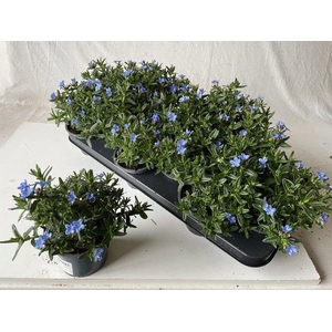 GLANDO DIF HEAVEN BL