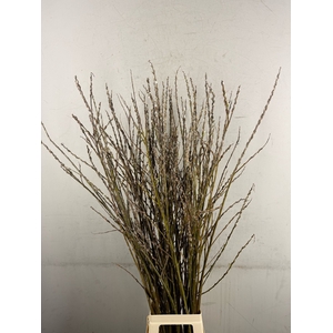 Salix Wilgenkatjes Vertakt