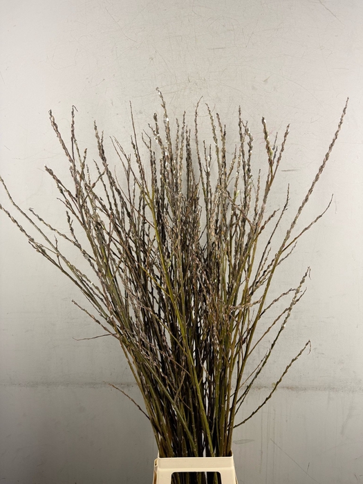 <h4>Salix Wilgenkatjes Vertakt</h4>