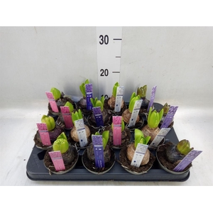 Hyacinthus orie.   ...mix