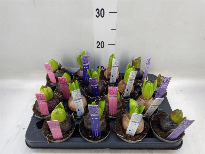 <h4>Hyacinthus orie.   ...mix</h4>