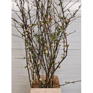 CHAENOMELES APPLE BLOSSOM 140CM