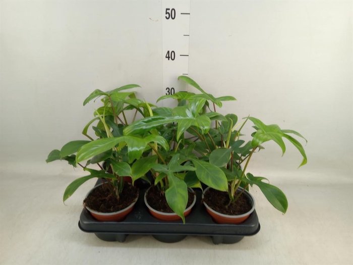 <h4>Philodendron   ...</h4>