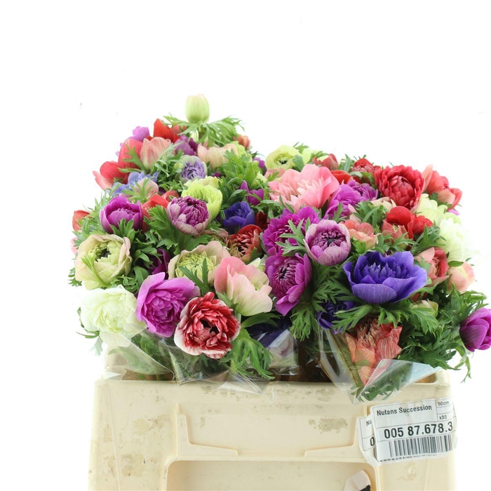 <h4>Anem Co Fstar Gem Super</h4>