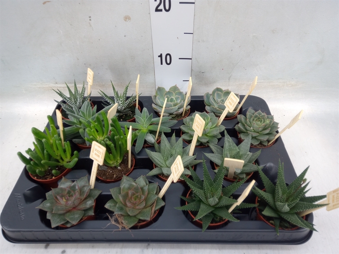 <h4>Succulents   ...mix 4</h4>