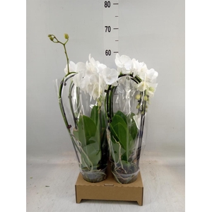 Phalaenopsis  'Elegant Cascade'