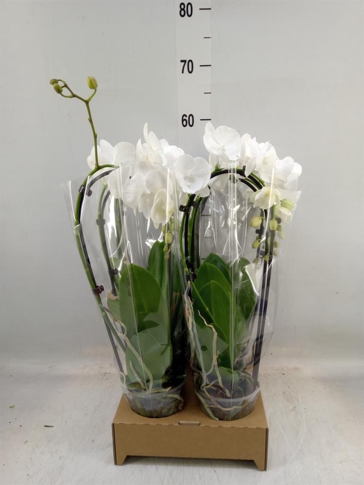 <h4>Phalaenopsis  'Elegant Cascade'</h4>