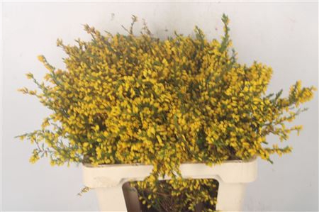 <h4>Erica Prince Of Wales Per Bunch ( New )</h4>