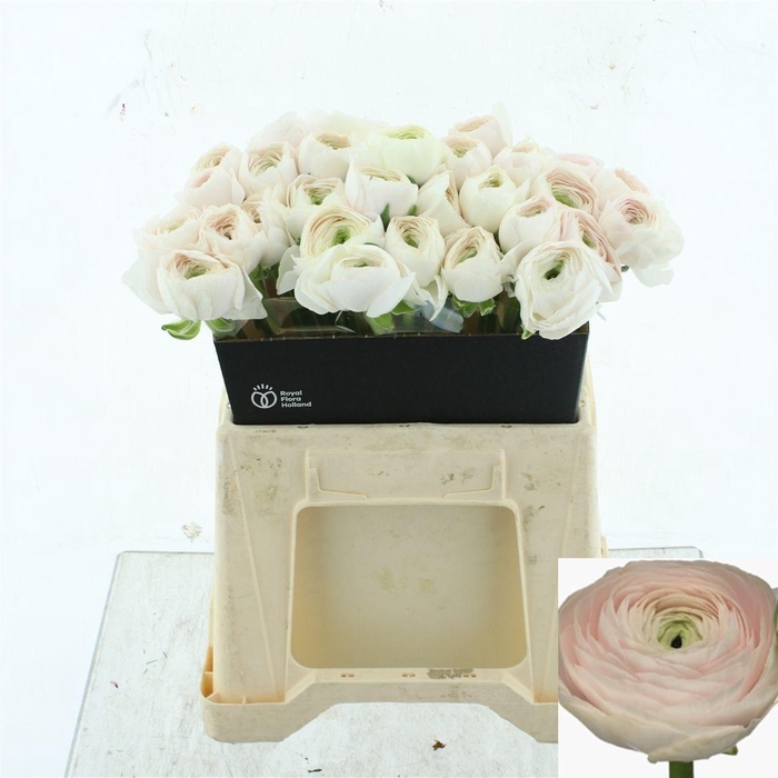 <h4>RAN SU HANOI</h4>