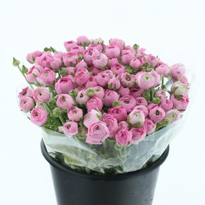 Ran Bulbilli Pink Extra