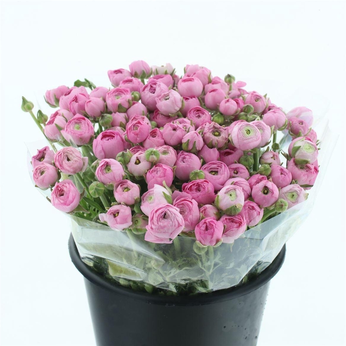 <h4>Ran Bulbilli Pink Extra</h4>