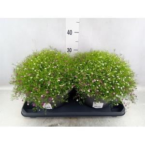 Gypsophila muralis   ...mix /pot