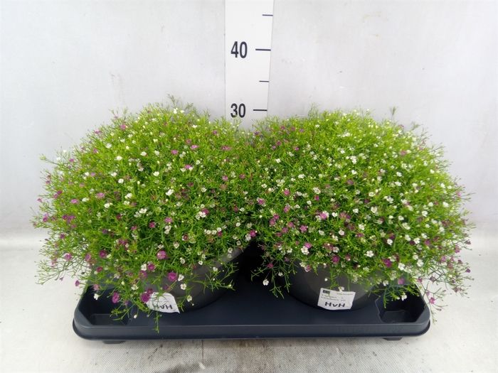 <h4>Gypsophila muralis   ...mix /pot</h4>