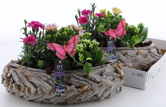 <h4>ARR TUINPLANTEN</h4>