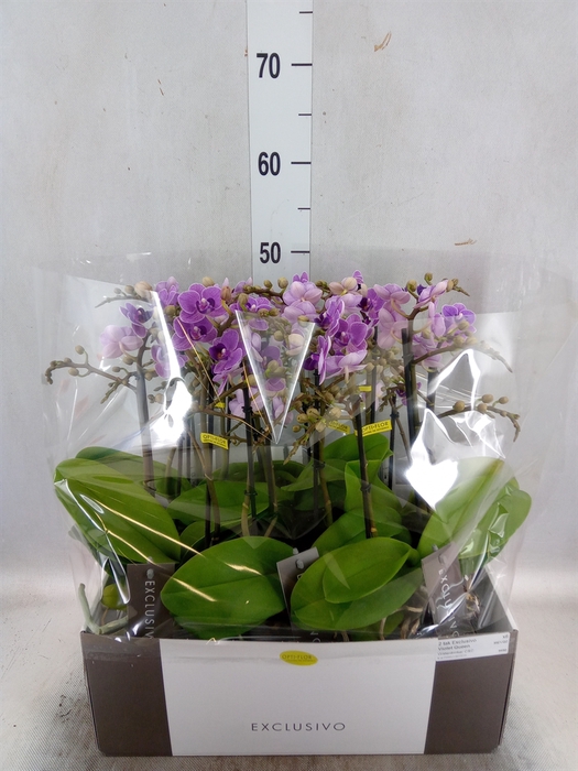 <h4>Phalaenopsis multi. 'Violet Queen'</h4>