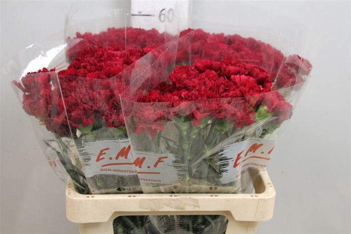 <h4>Di St Zurigo</h4>