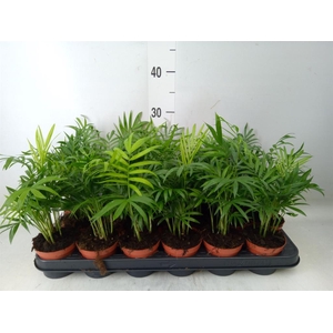Chamaedorea elegans