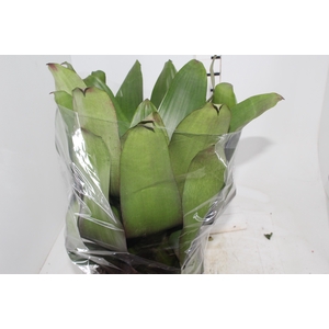 BROMELIA IMPERIAL P27 VERDE/VERMELHO