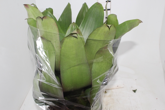 <h4>BROMELIA IMPERIAL P27 VERDE/VERMELHO</h4>