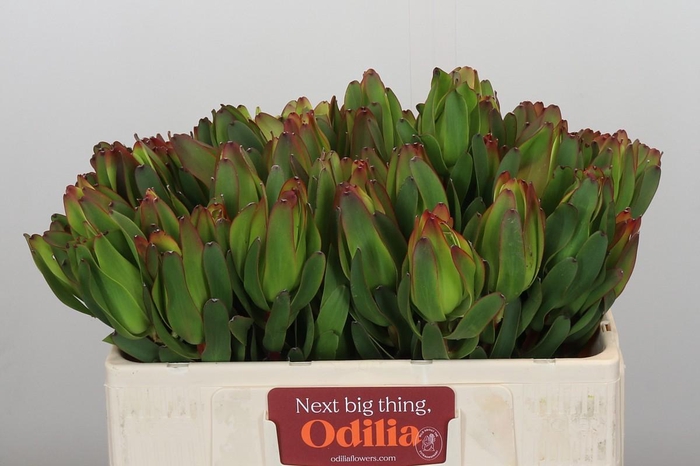 <h4>Leucadendron Laurel Yellow</h4>