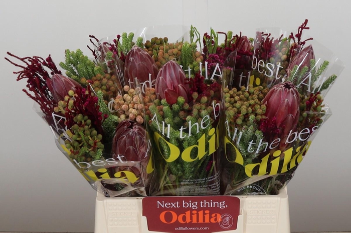 <h4>BQ Protea Sharon SFB</h4>