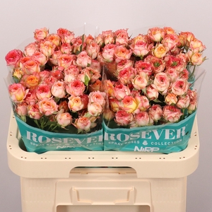R TR ROMANTIC ROSEVE