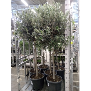 Olea europaea