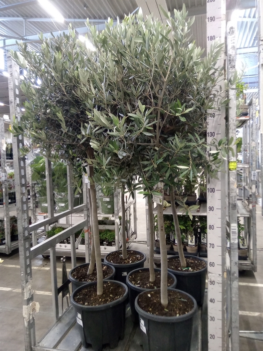 <h4>Olea europaea</h4>