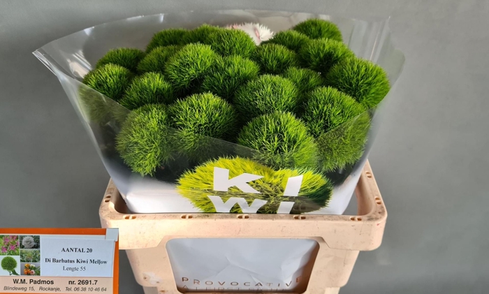 <h4>DIANTHUS BARB. 'KIWI MELLOW'</h4>