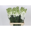 Matthiola Iron White