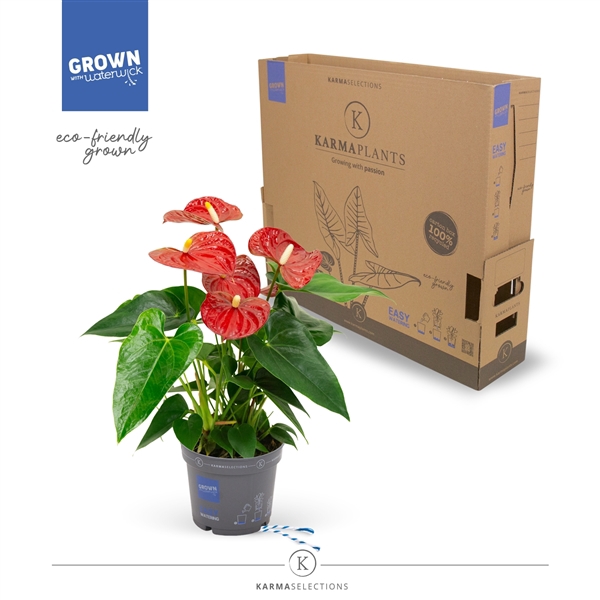 <h4>Anthurium - KARMA Red | 12cm | PLASTIC FREE</h4>