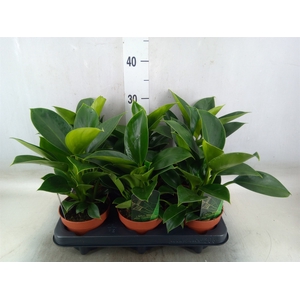 Philodendron  'Green Princess'