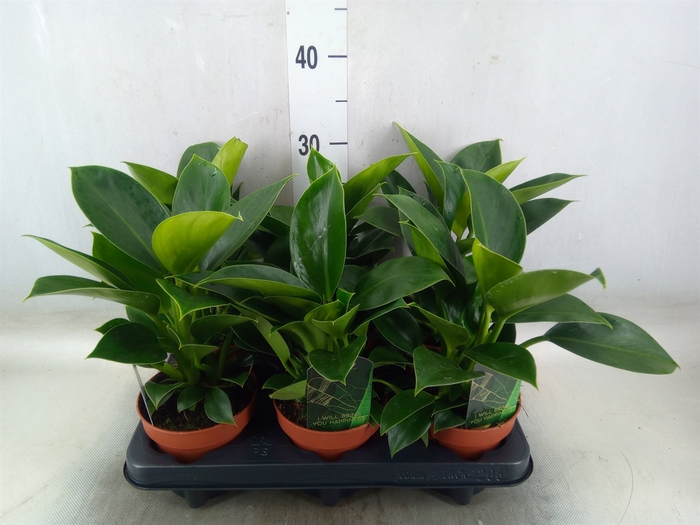 <h4>Philodendron  'Green Princess'</h4>
