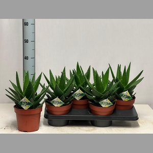 ALOE PERFOLIATA