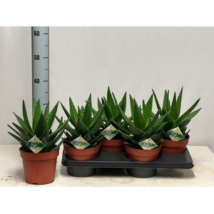 ALOE PERFOLIATA