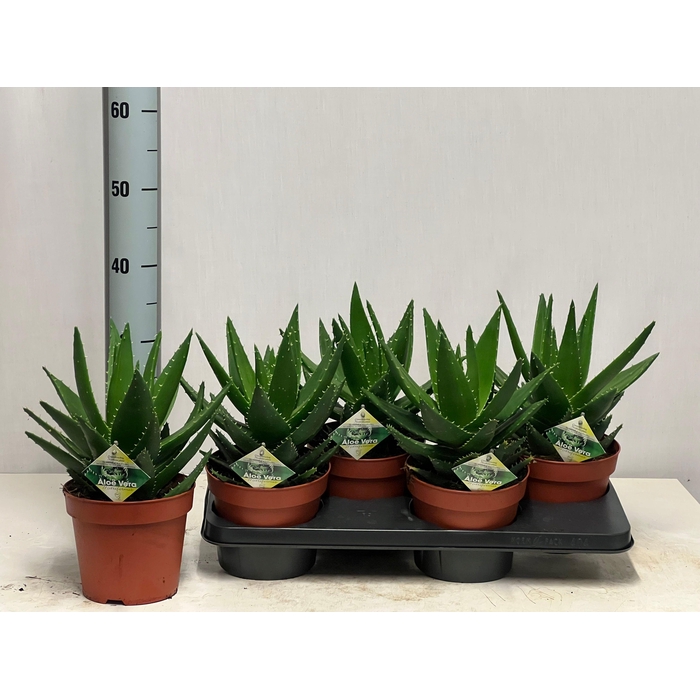 <h4>ALOE PERFOLIATA</h4>