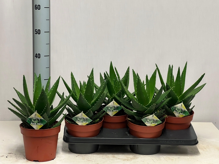 <h4>ALOE PERFOLIATA</h4>