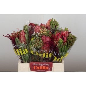 BQ Protea Silvia SFB