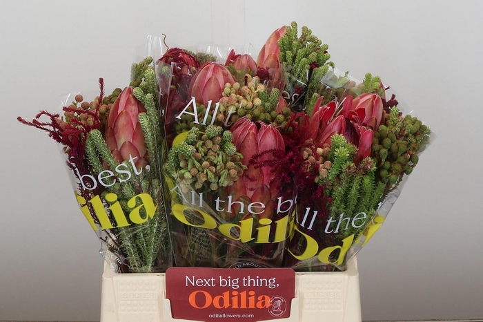 <h4>BQ Protea Silvia SFB</h4>