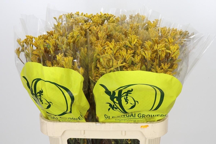 <h4>Anigozanthos Yellow Gem</h4>